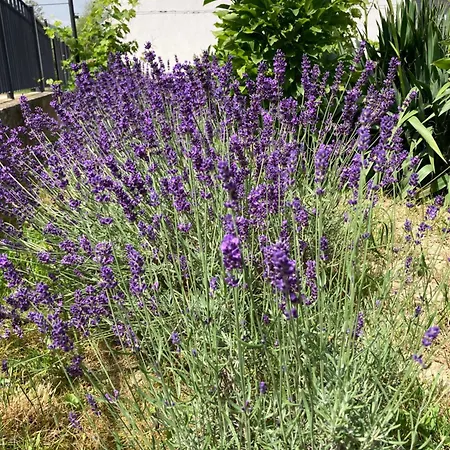 Apartment Park Vendeghaz Bakonyszentkiraly